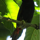 Toucanet koulik