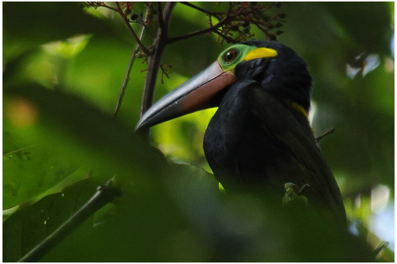 Toucanet koulik mâle adulte