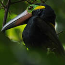 Toucanet koulik