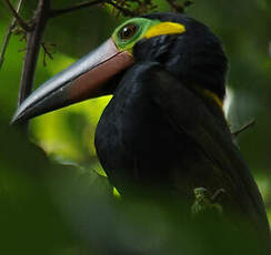 Toucanet koulik