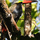 Toucanet koulik