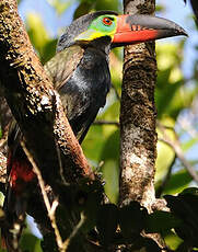 Toucanet koulik