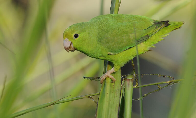 Green-rumped Parrotletadult