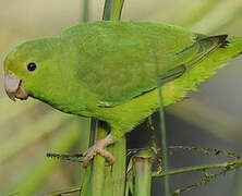 Green-rumped Parrotlet