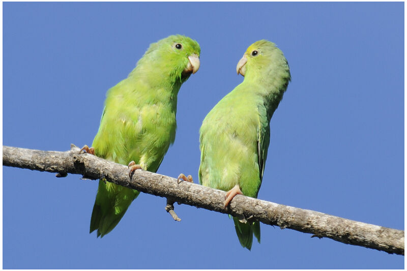 Green-rumped Parrotlet 