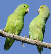 Green-rumped Parrotlet