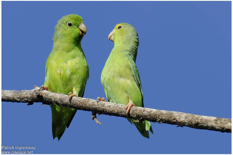 Green-rumped Parrotletadult, Behaviour