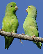 Green-rumped Parrotlet