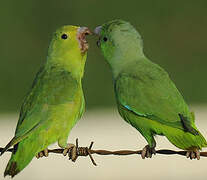 Green-rumped Parrotlet