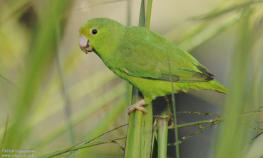 Green-rumped Parrotletadult, identification