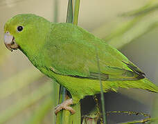 Green-rumped Parrotlet