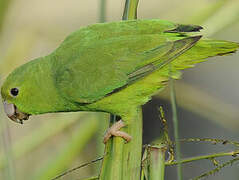 Green-rumped Parrotlet