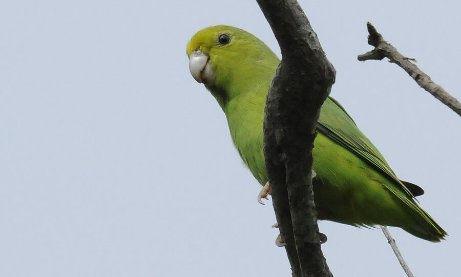 Green-rumped Parrotletadult