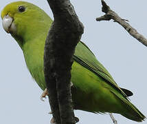 Green-rumped Parrotlet