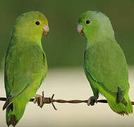 Green-rumped Parrotlet