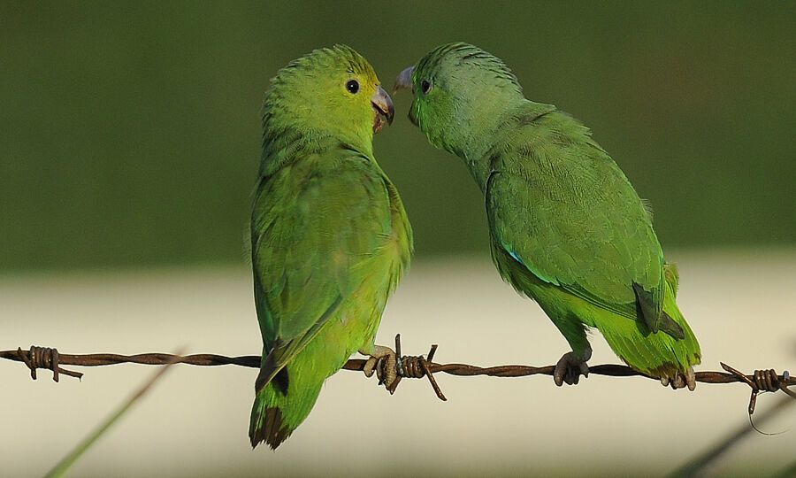 Green-rumped Parrotlet 