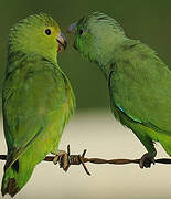 Green-rumped Parrotlet