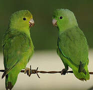 Green-rumped Parrotlet