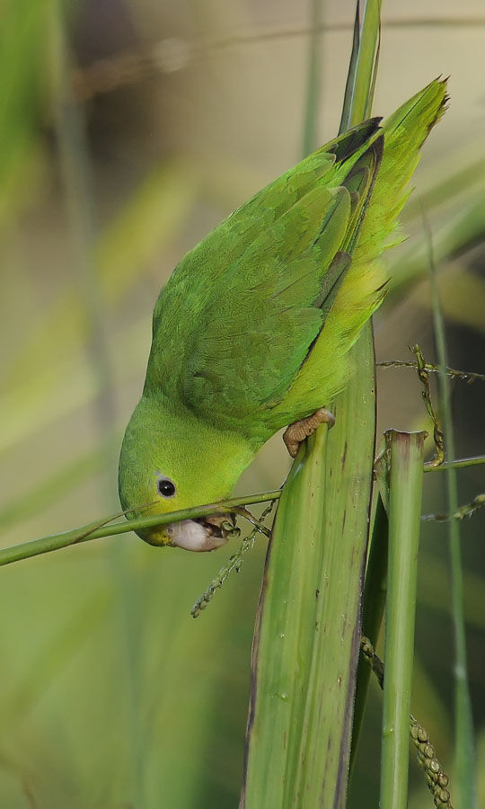 Green-rumped Parrotletadult