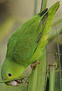 Green-rumped Parrotlet