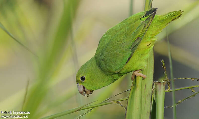 Green-rumped Parrotletadult, eats, Behaviour