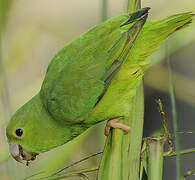 Green-rumped Parrotlet