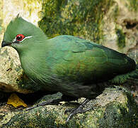 Black-billed Turaco