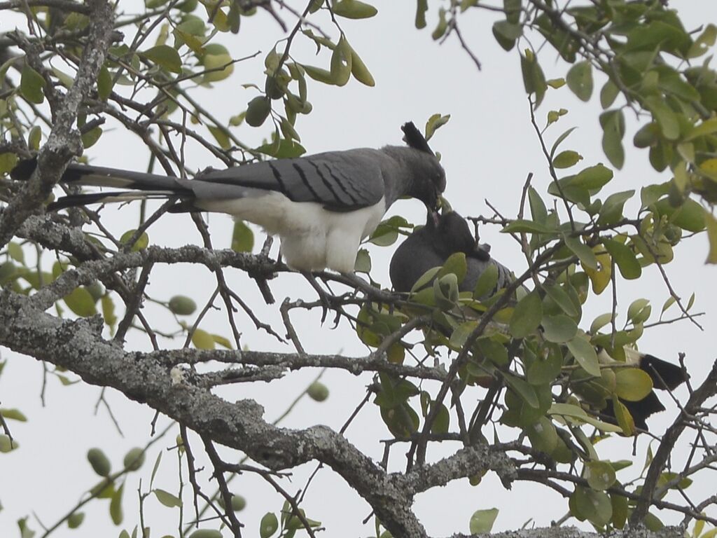 White-bellied Go-away-bird