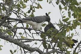 White-bellied Go-away-bird