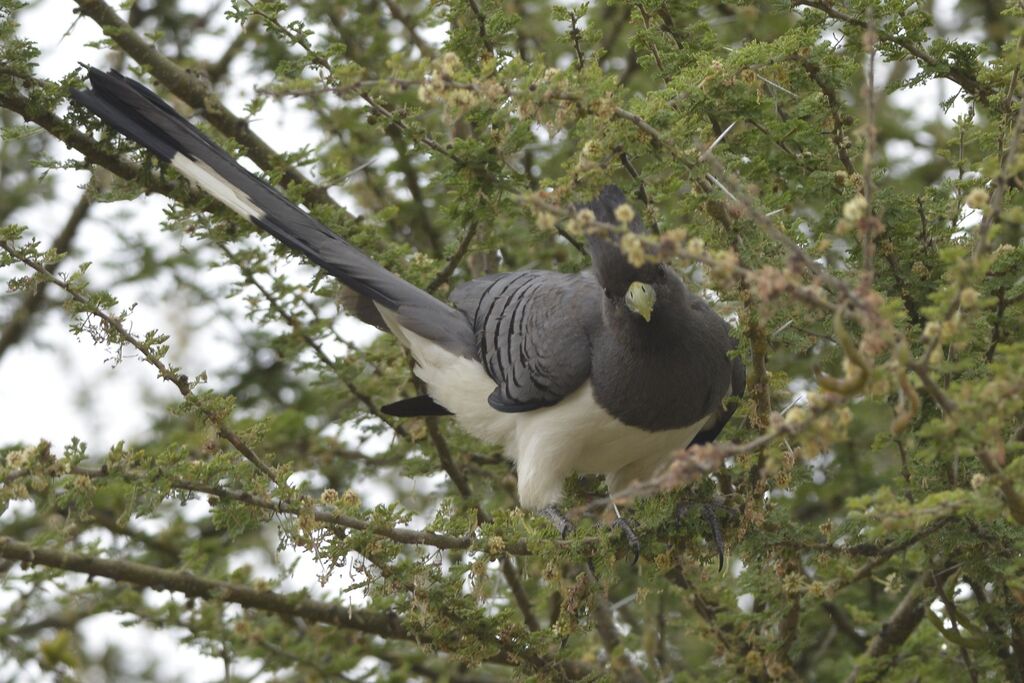 White-bellied Go-away-birdadult