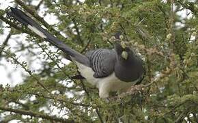 White-bellied Go-away-bird