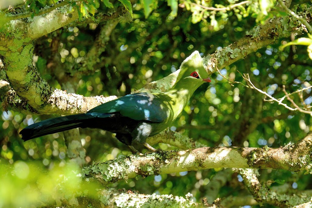 Touraco louri mâle adulte