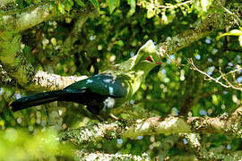 Knysna Turaco