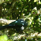 Touraco louri