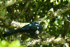 Knysna Turaco