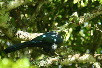 Touraco louri