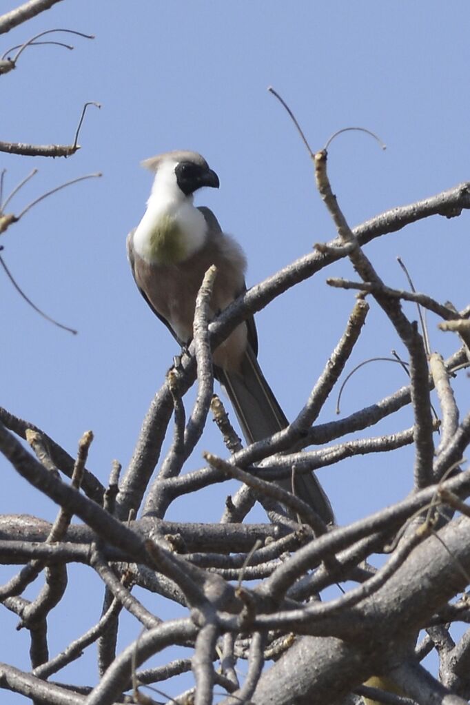 Bare-faced Go-away-birdadult