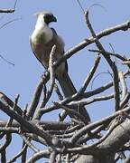 Bare-faced Go-away-bird