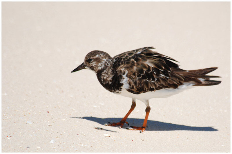 Ruddy Turnstoneadult post breeding