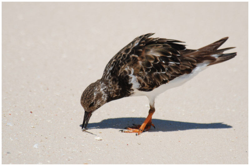 Ruddy Turnstoneadult post breeding