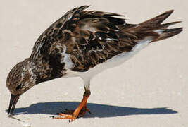 Ruddy Turnstone