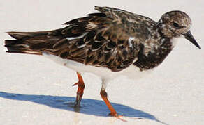 Ruddy Turnstone