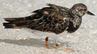 Ruddy Turnstone