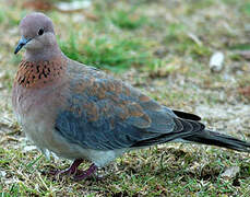 Laughing Dove