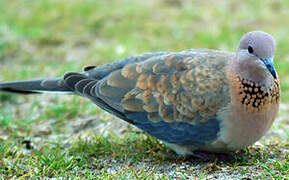 Laughing Dove