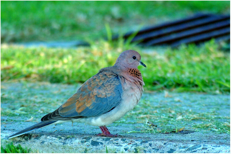 Laughing Doveadult