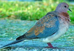 Laughing Dove