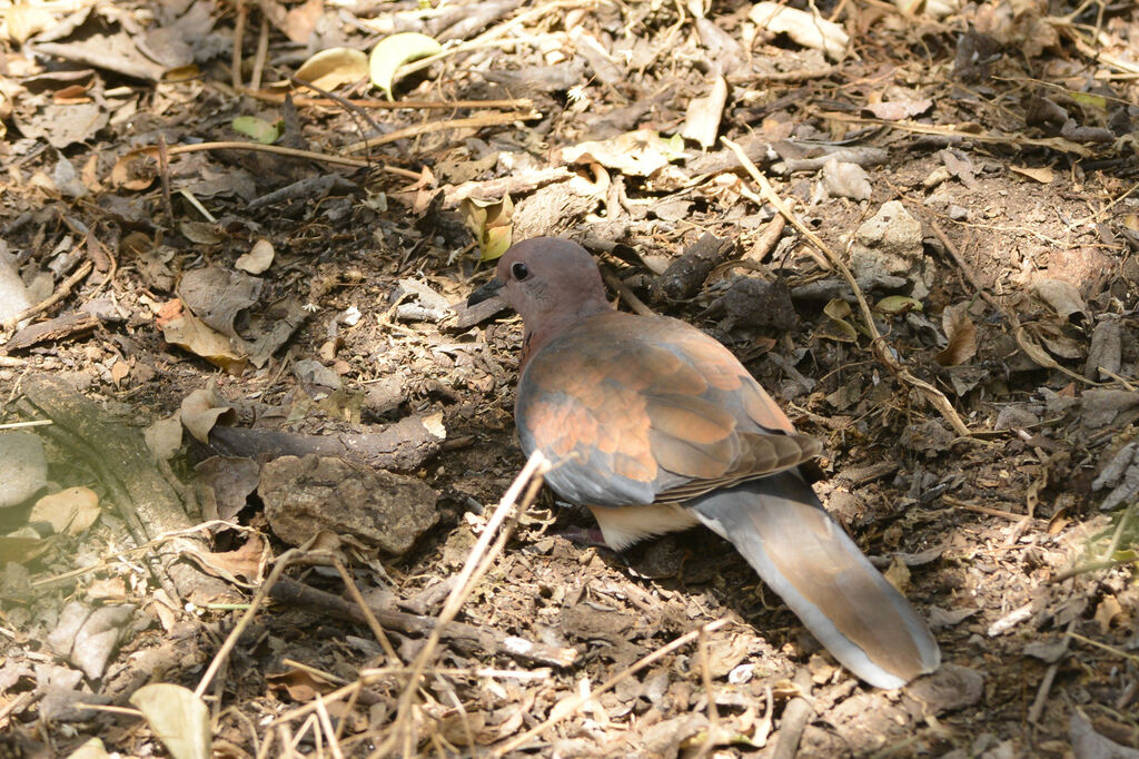 Tourterelle mailléeadulte