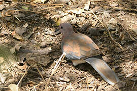 Laughing Dove