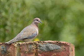 Laughing Dove